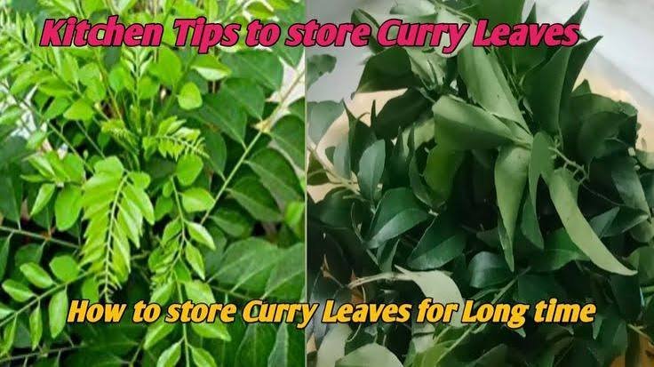 how to store curry leaves in fridge for long time