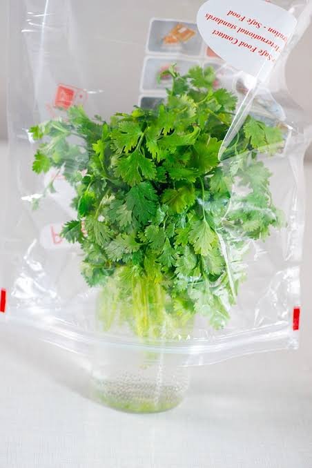 how to keep coriander fresh in fridge for 2 weeks