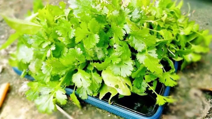 how to keep coriander fresh in fridge for 2 weeks